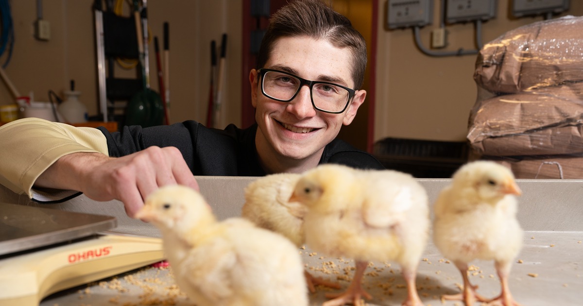 Hunter Foland works with chicks at Purdue ASREC