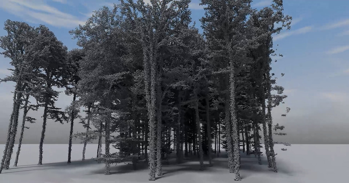 Forest Point Cloud