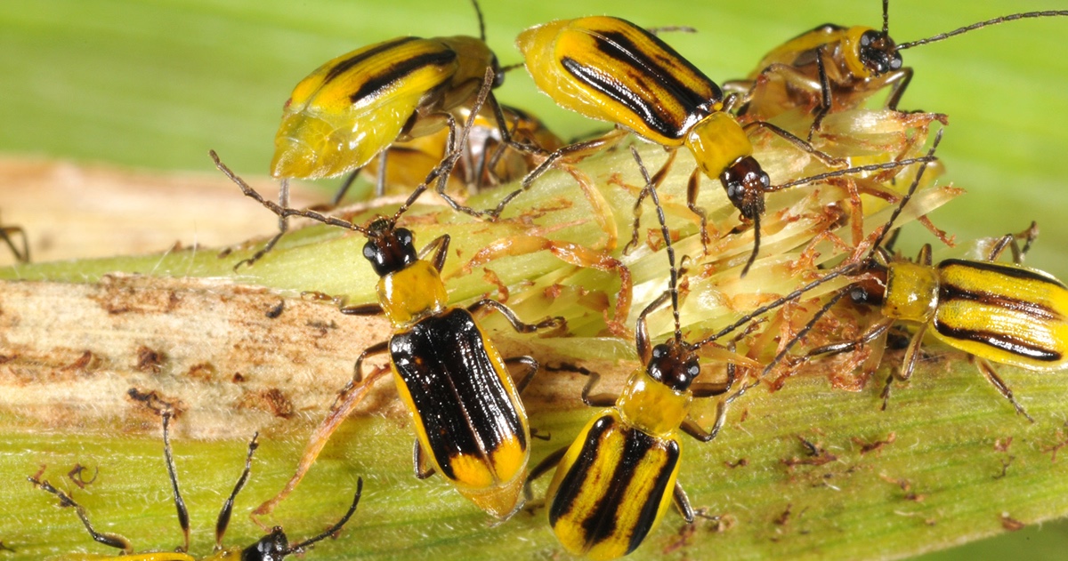 bugs on corn