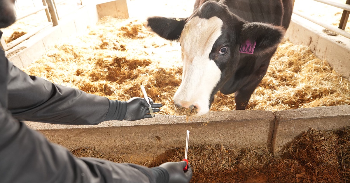 Cow being tested with technology created with AgSEED grant.