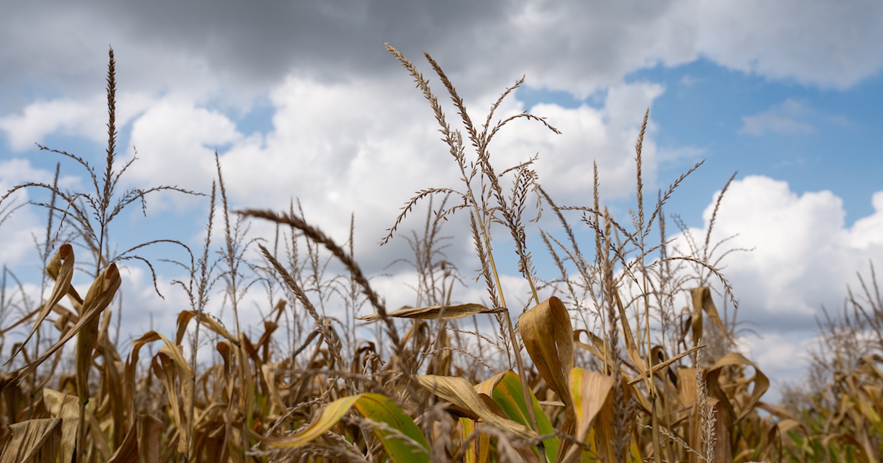 Corn and wheat crops in a field with a blue sky in the background.