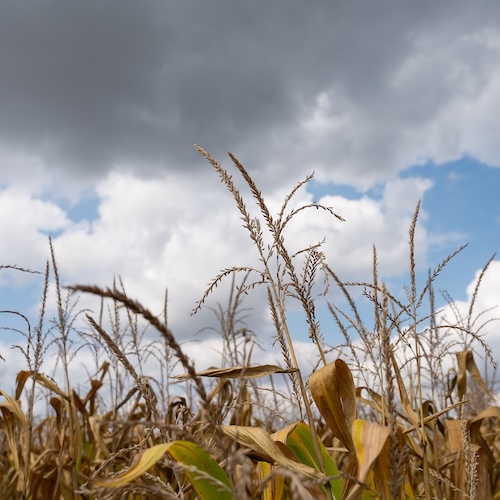 Corn and wheat crops in a field with a blue sky in the background.