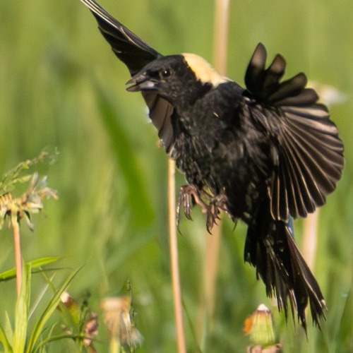 Bobolink bird
