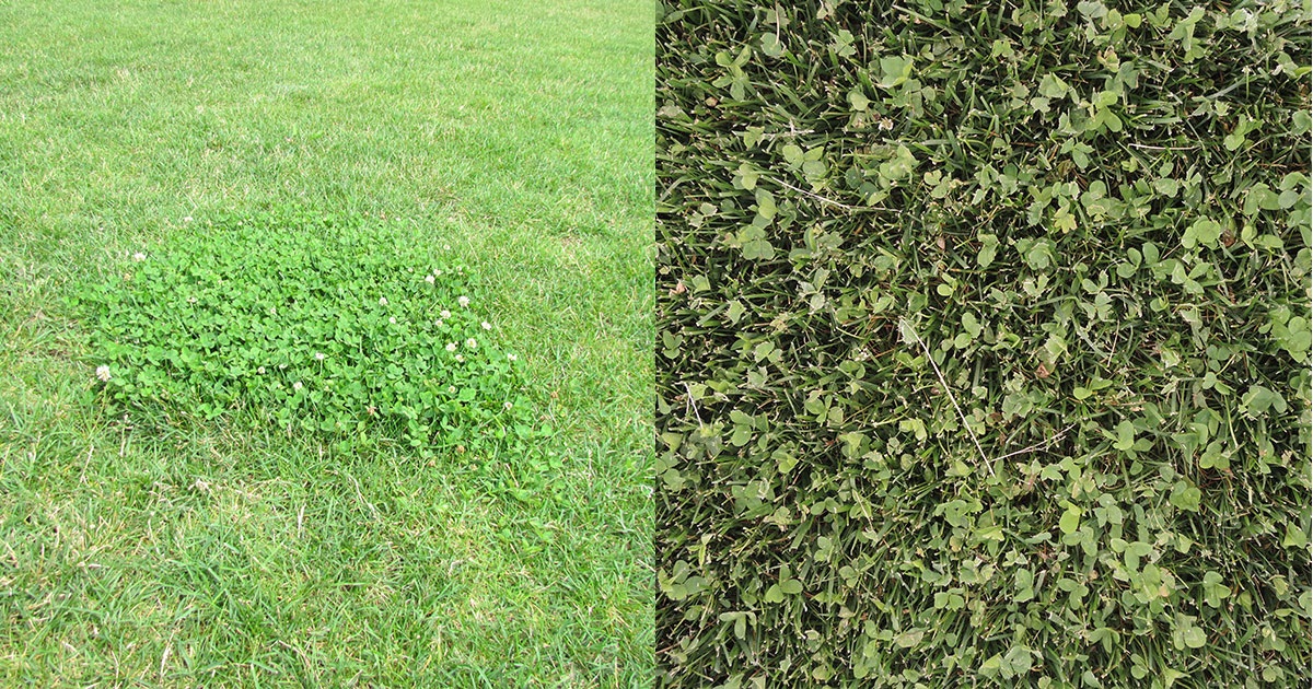 clover is show as a weed in a clump in contrast to a clover and grass mix