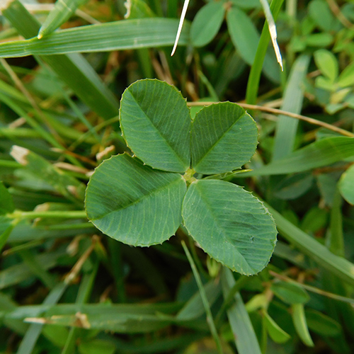 A close-up of a four-leaf clover in a lawn.