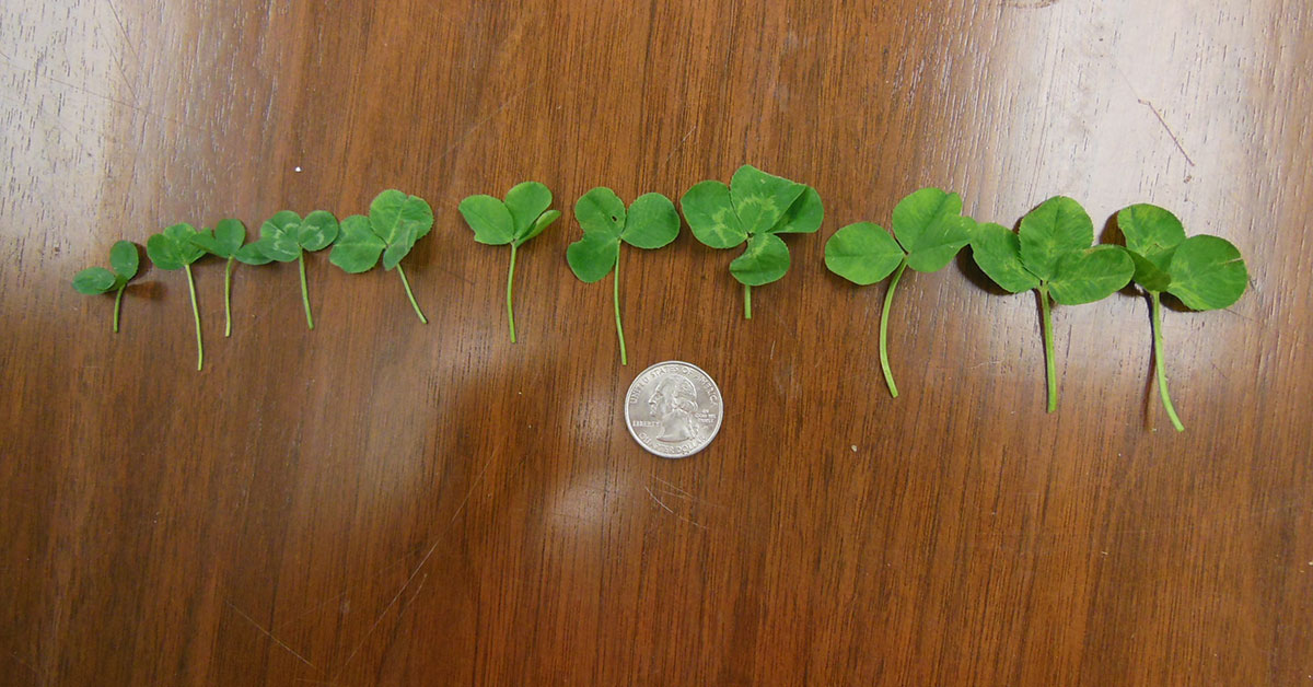 Different sizes of clover are shown in comparison to a quarter.
