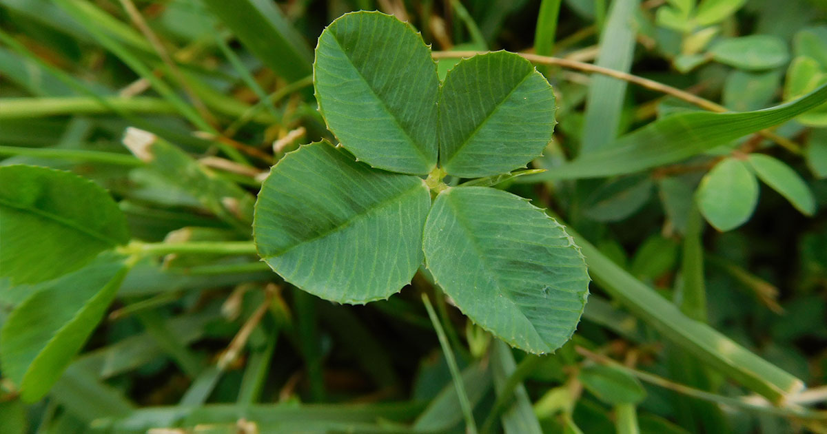 A close-up of a four-leaf clover in a lawn.