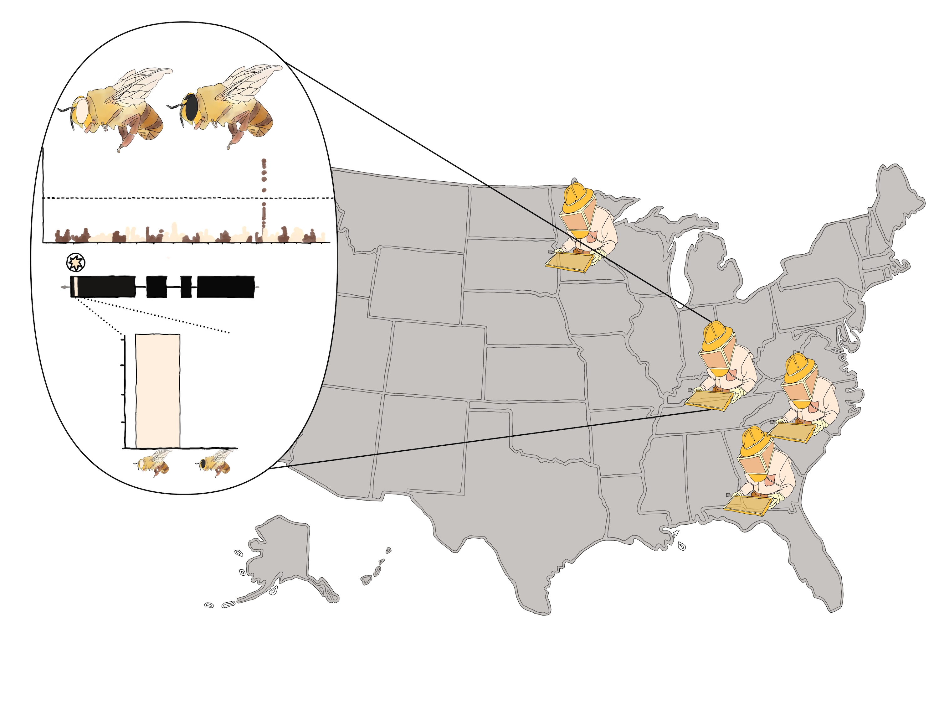 An abstract graphic of the United States with four cartoon beekeepers placed in the states, Minnesota, Kentucky, North Carolina and Georgia. A line points to Kentucky, displaying a bar graph of the percentage of white-eyed versus normal-eyed bees, which is about 50%.