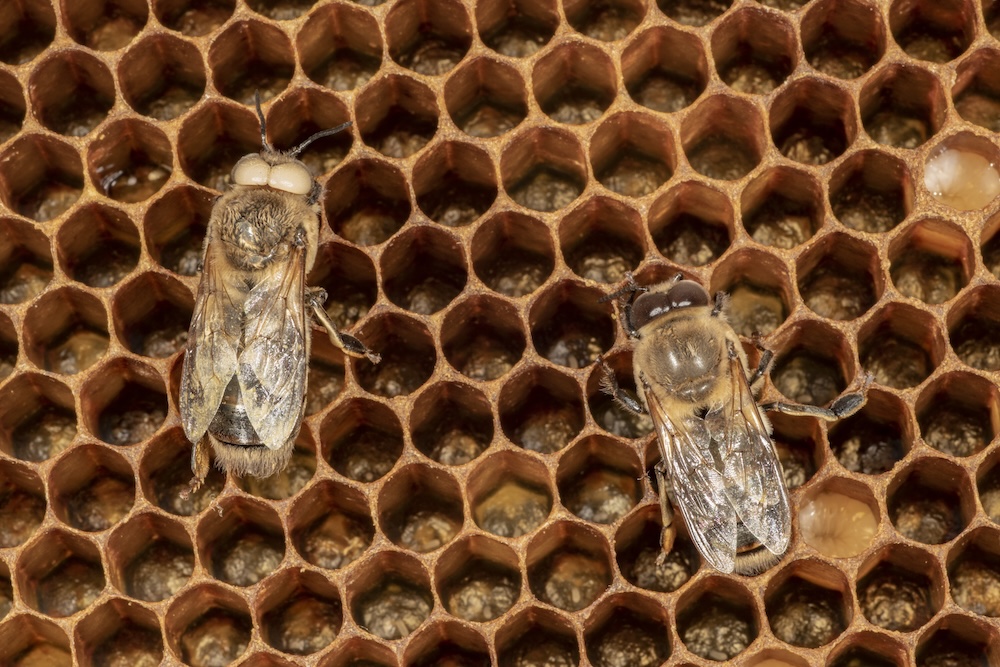 An ivory-eyed (on left) and wild-type drone honey bee (on right) laying on a honey comb.