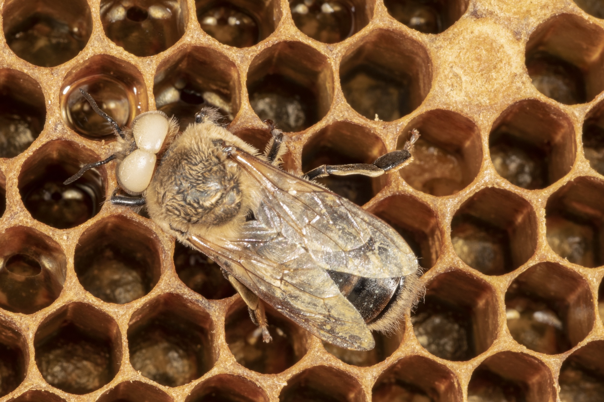 Ivory-eyed drone honey bee laying on a comb.