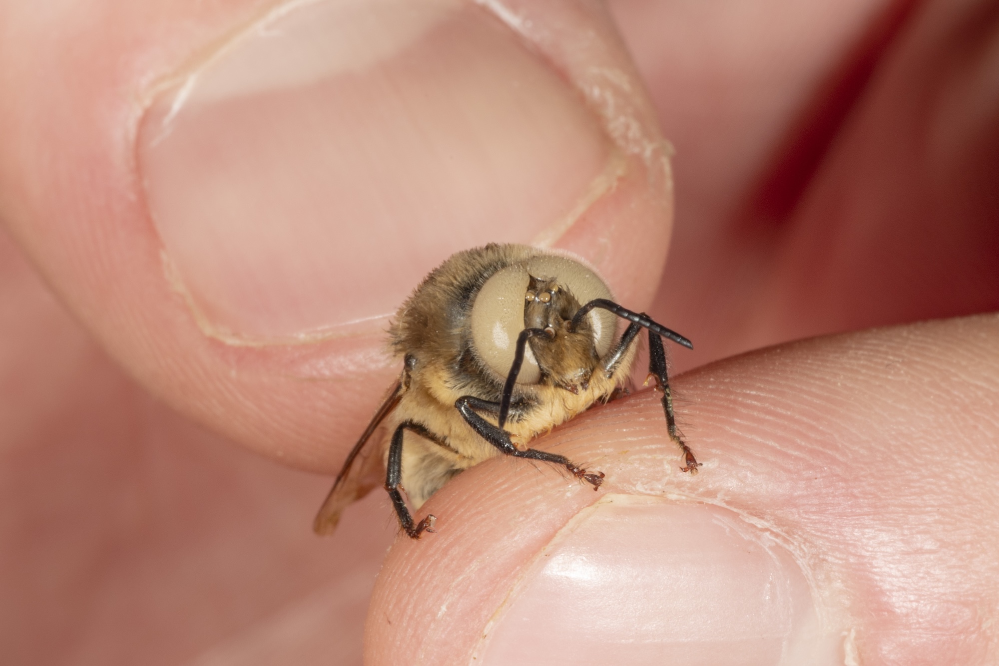A picture of hands holding a honey bee with ivory eyes.