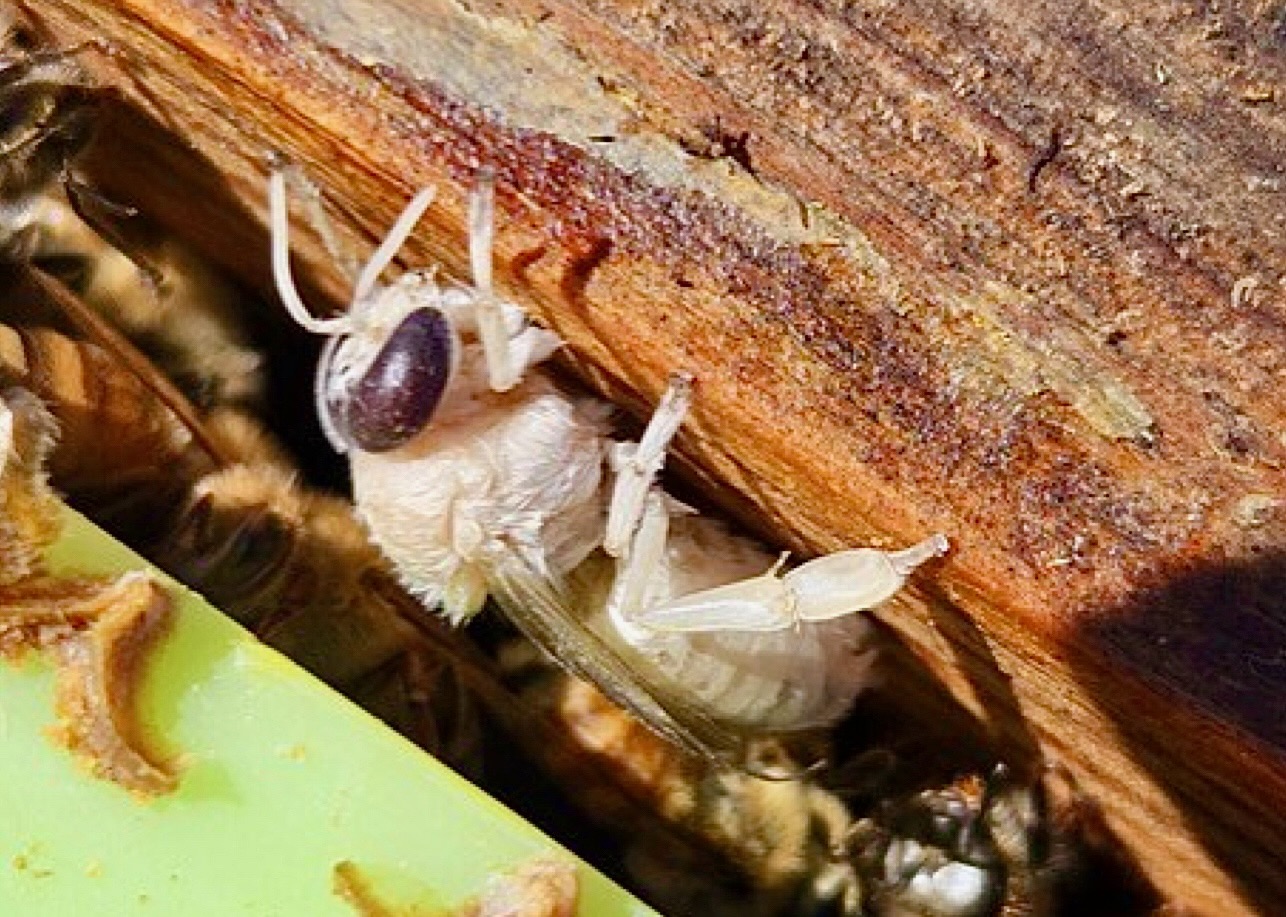 The first albino honey bee drone, "Marshmallow," on a piece of wood.