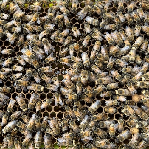 A swarm of both white-eyed bees and normal bees, those with black eyes, laying on a honey comb frame.
