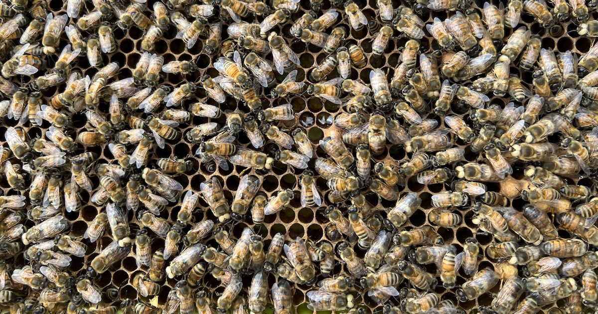 A swarm of both white-eyed bees and normal bees, those with black eyes, laying on a honey comb frame.