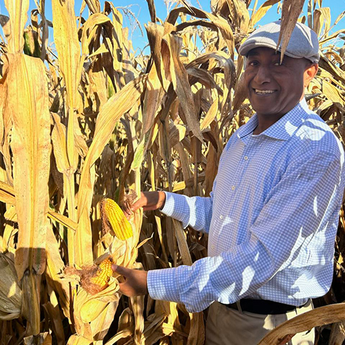 Torbert Rocheford and Abebe Menkir hold some provitamin A corn at Purdue's Agronomy Center for Research and Education.