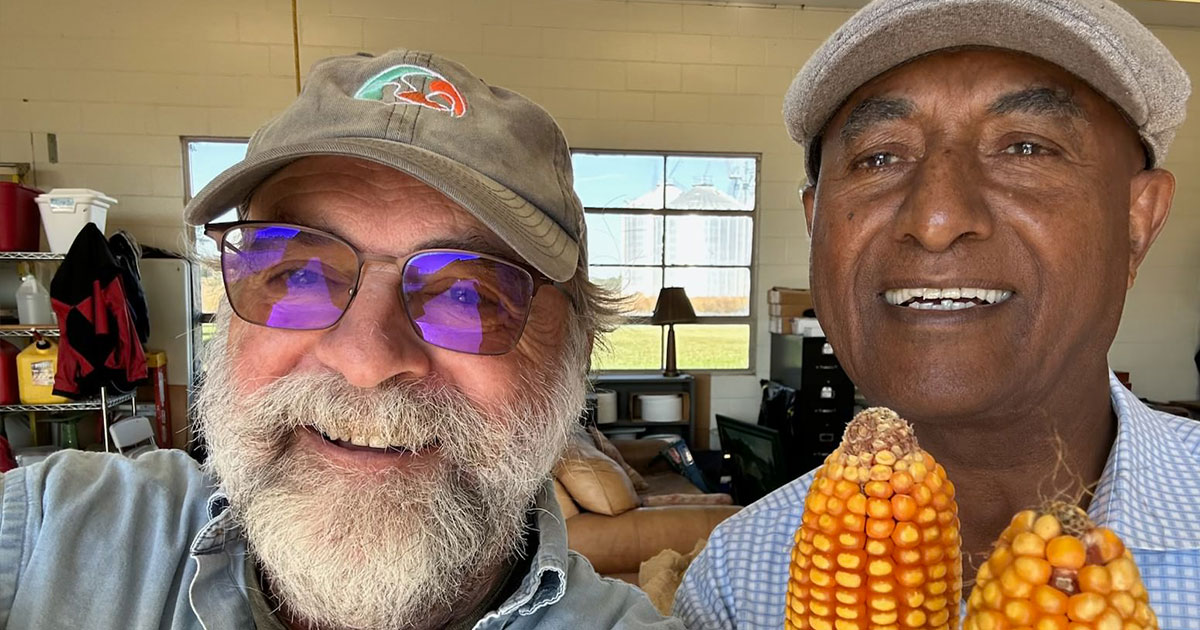 Torbert Rocheford and Abebe Menkir hold some provitamin A corn at Purdue's Agronomy Center for Research and Education.