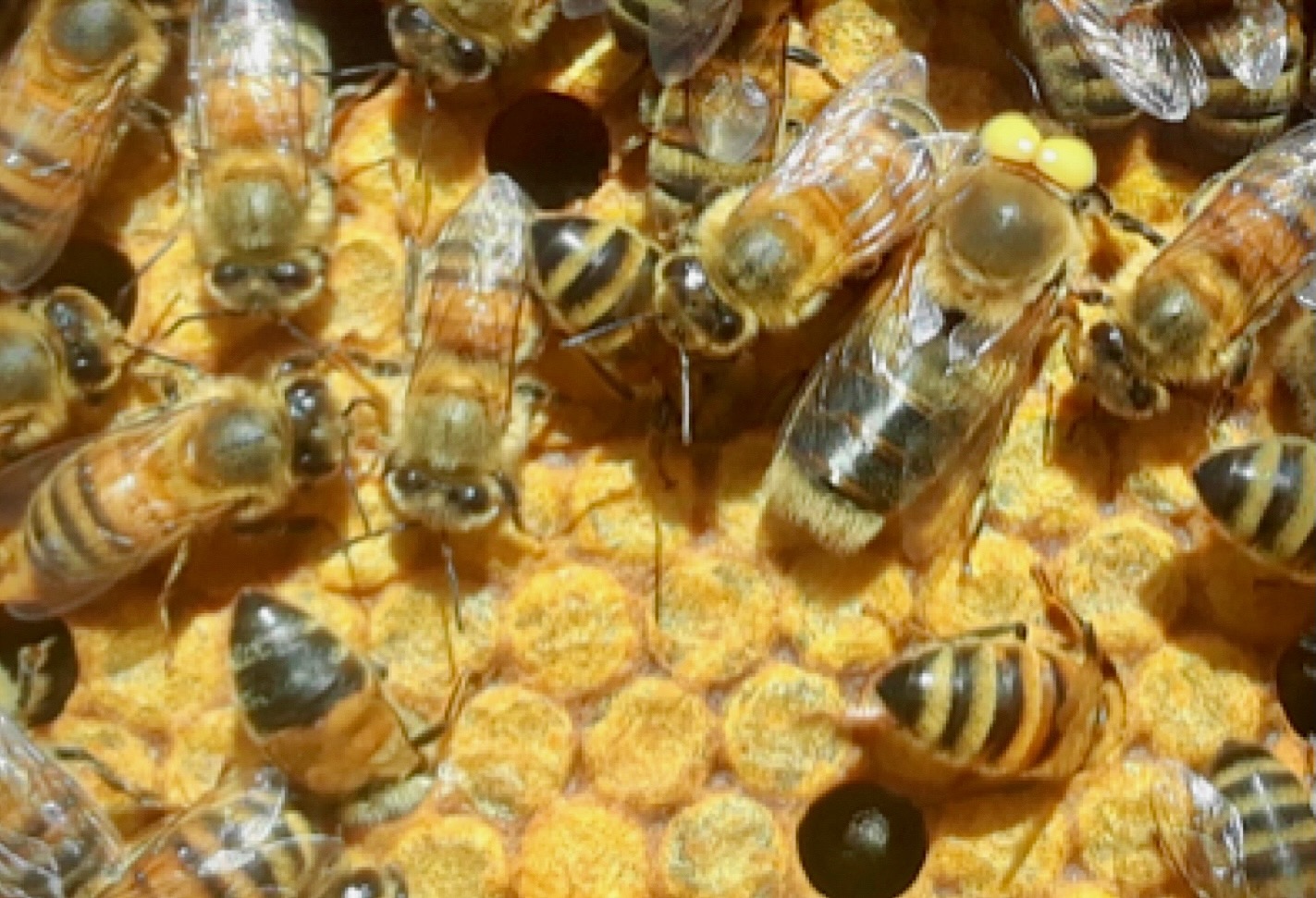 Bee colony with a yellow-eyed drone honey bee on a comb.