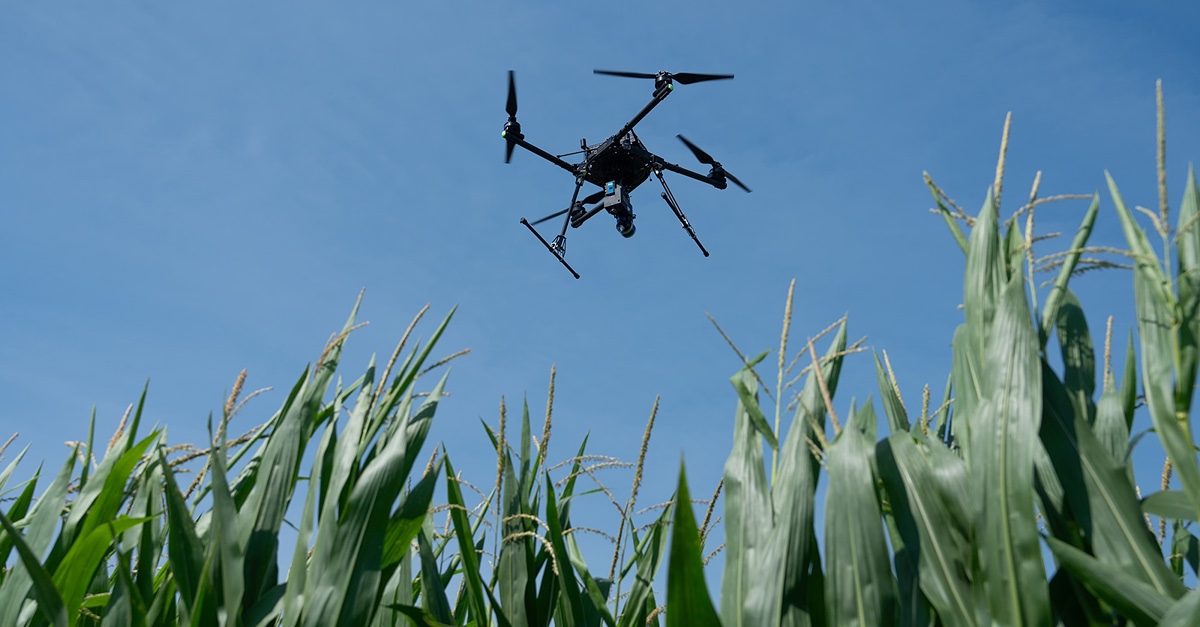 Drone over a corn field