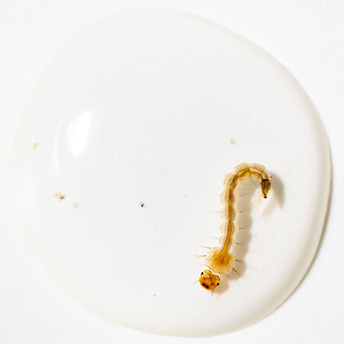 Lab photo of mosquito larva.