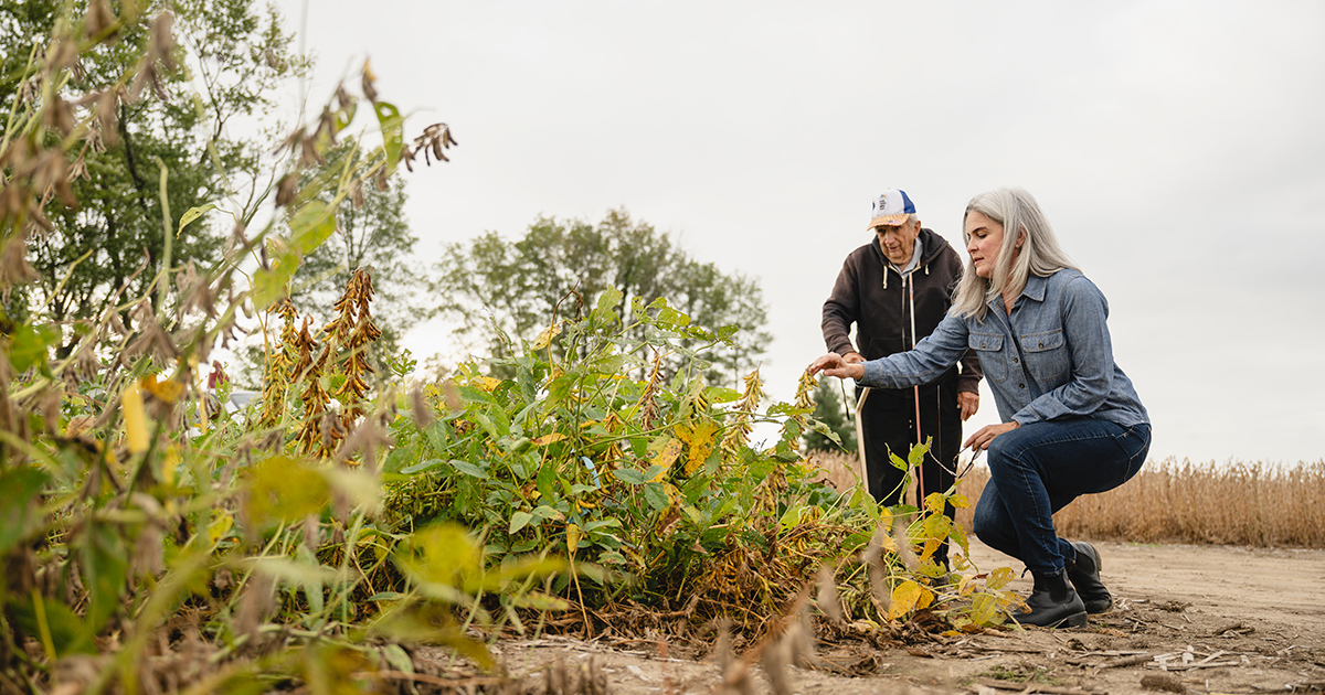 Professor Katy Rainey examines plants grown from the KenAvis soybean germplasm collection with breeder Bob Taylor.