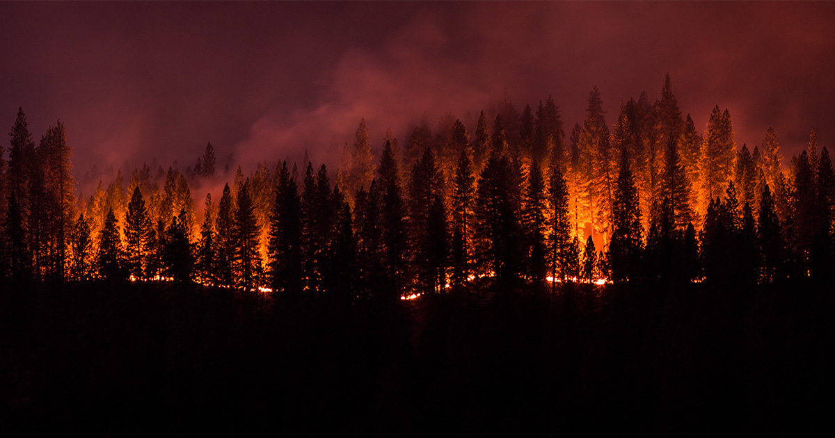Wildfire along a ridgeline of trees