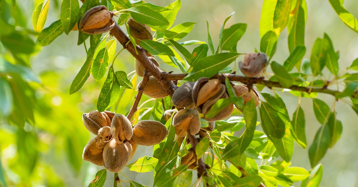 Almonds growing in trees. 