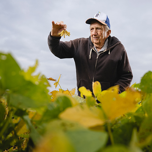 Bob Taylor holds up soybean pods in a field