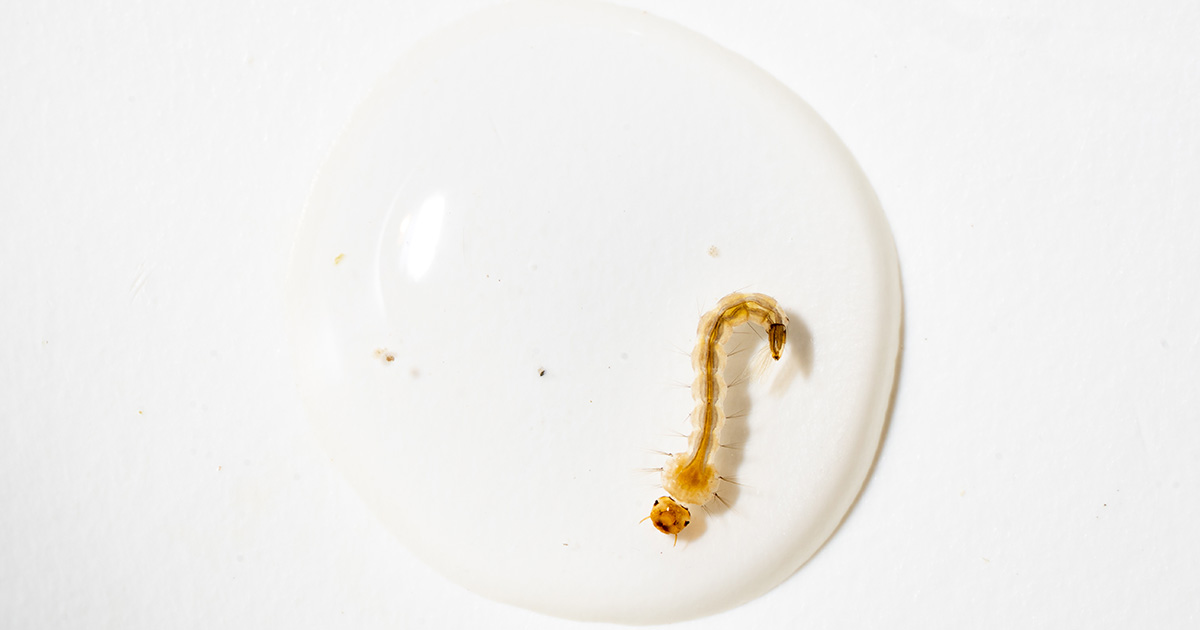 Lab photo of mosquito larva.