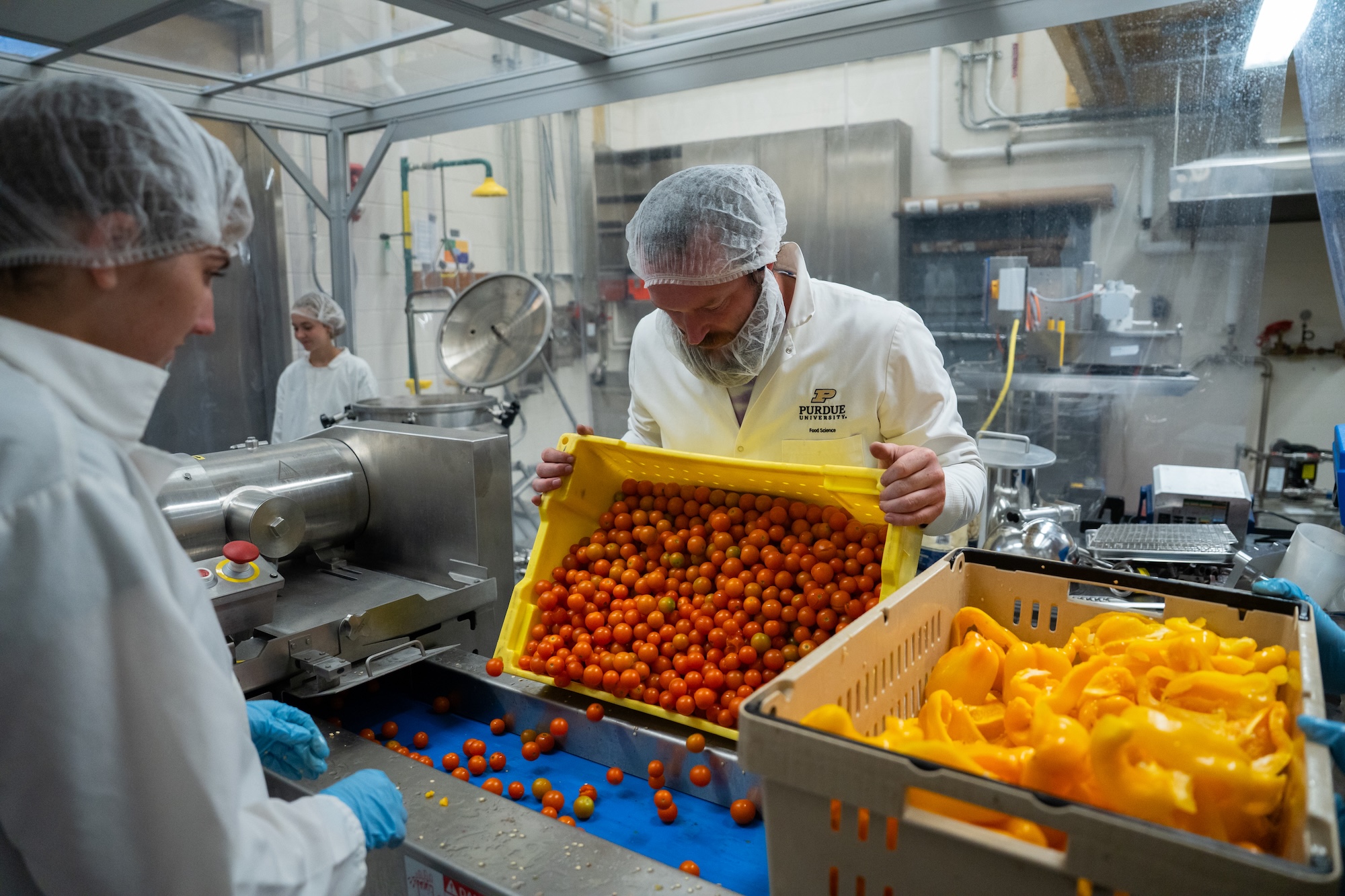Food scientist at the Purdue Pilot plant dumping tomatoes onto a conveyer belt.