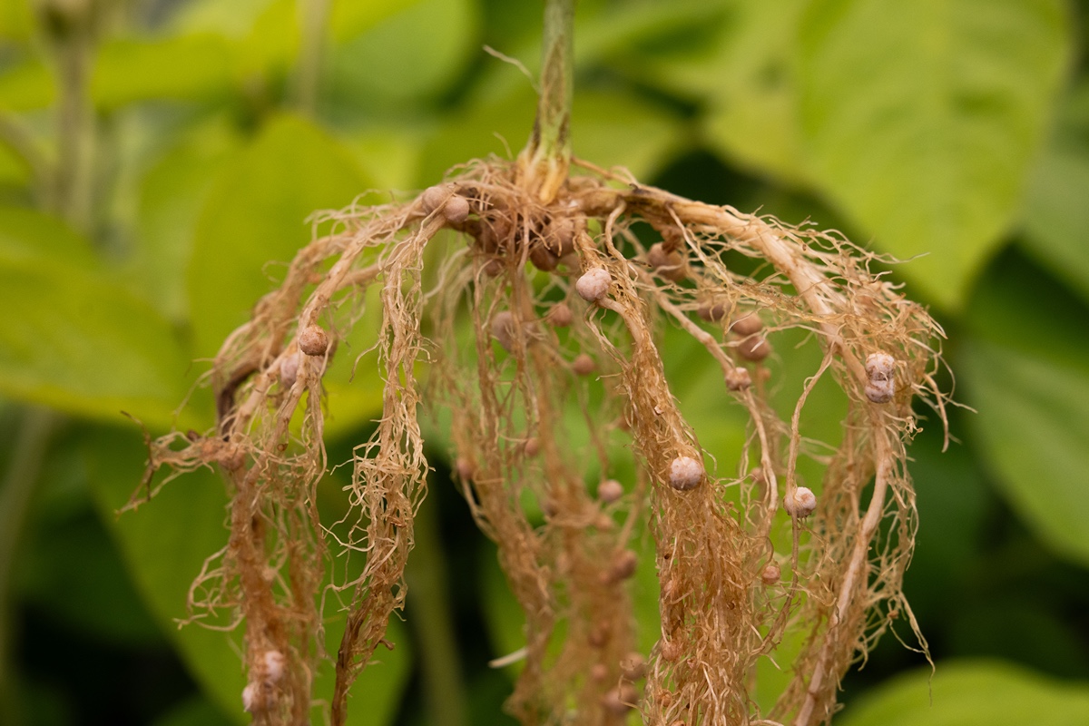 A plant with visible roots, suspended in midair, showcasing its natural growth and structure.