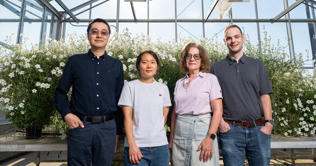 Four people in a greenhouse stand next to a lush growth of petunia flowers.