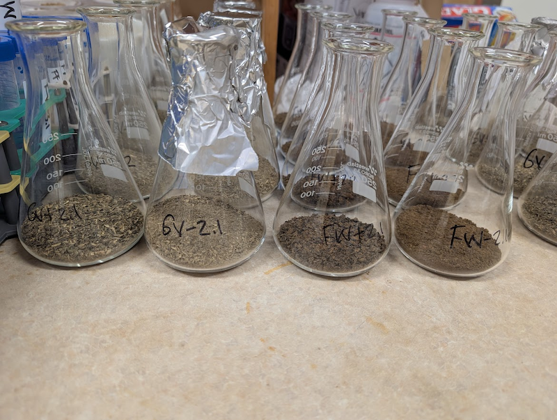 Four beakers with "compost" samples after removing black soldier fly larvae and oven drying.