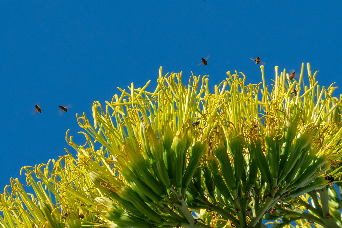 Close up of a cluster of agave flower in full bloom. the reproductive parts shoot up like yellow sticks out of the green base of the flowers, and bees fly around them in the blue sky. one bee sits in between flowers of the cluster