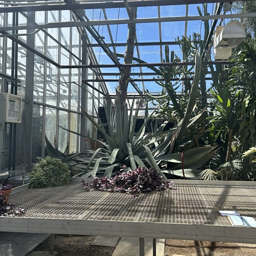 the agave and its flower stalk growing out of the greenhouse roof