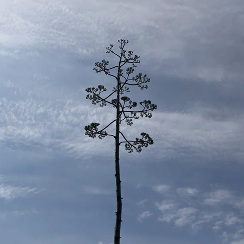 the tip of the agave flowering stalk appears dark like a silhouette over a cloudy sky