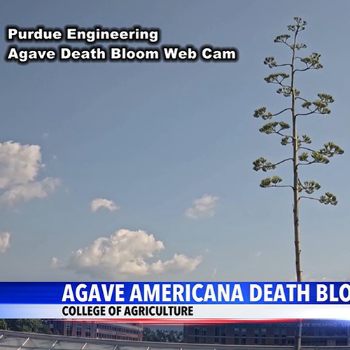 Title/Display Name A photo of the agave flower stalk from outside the greenhouse with the text, "Purdue Engineering Agave Death Bloom Web Cam: Agave americana death bloom, College of Agriculture" overlayed on top