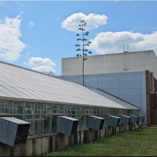 the agave flower stalk growing out of the greenhouse with LILY hall of life sciences in the background