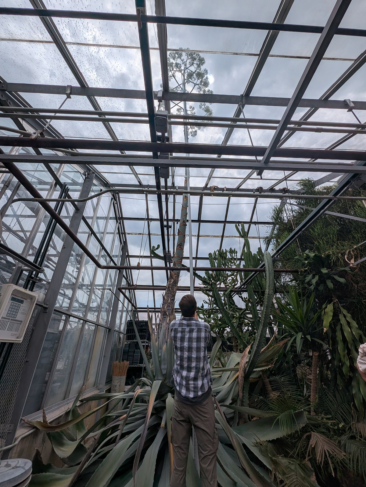 Cameron Wingren uses a white telescoping pole to measure the agave
