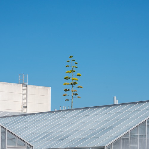 yellow agave flower sprout from the giant flower stalk against a clear blue sky