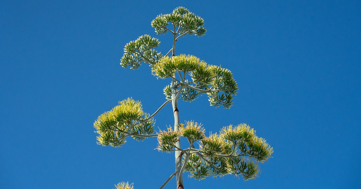 yellow agave flower sprout from the giant flower stalk against a clear blue sky