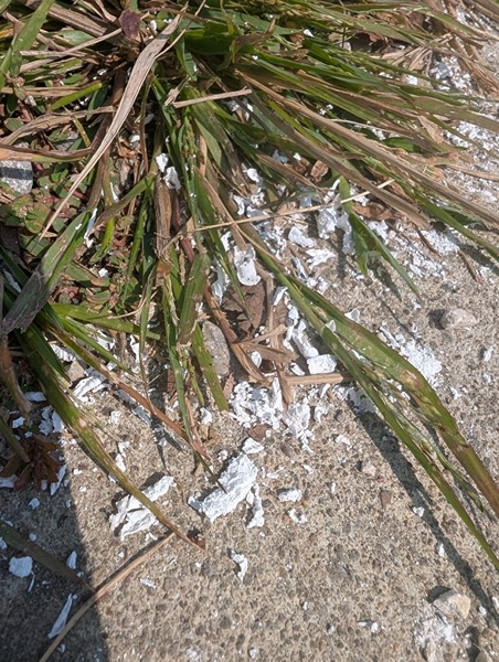 large white flakes of ash intermix with grass