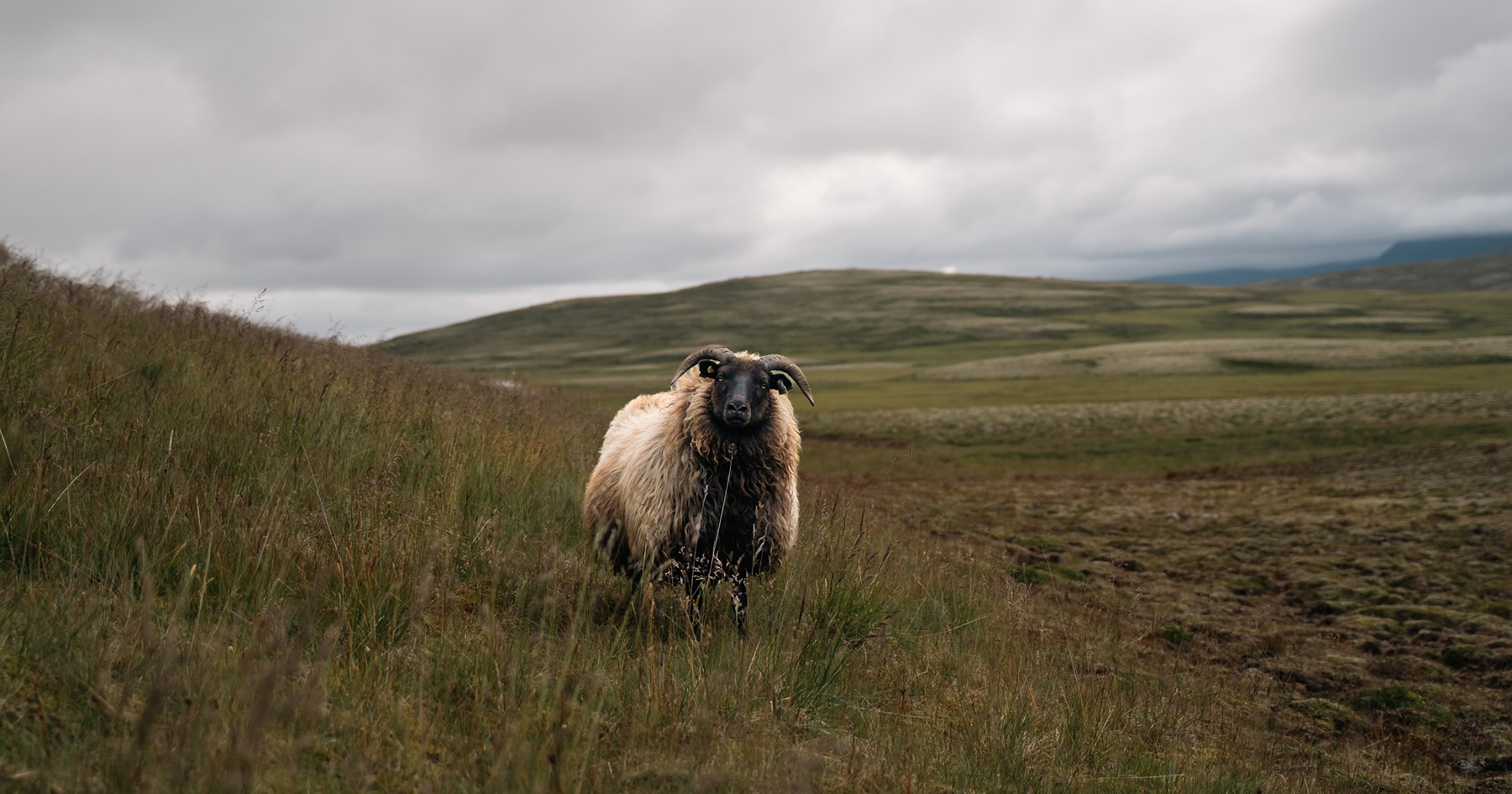Icelandic sheep