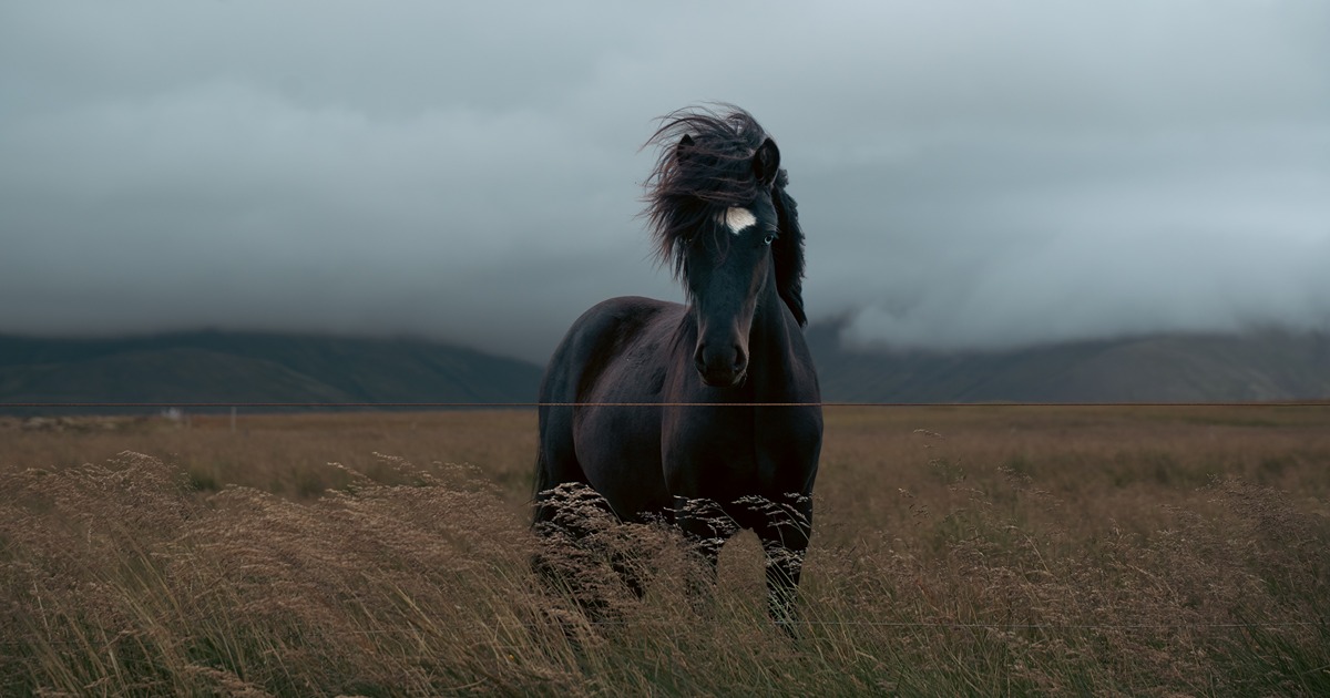 Icelandic horse landscape