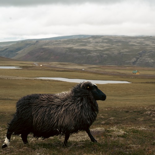 Icelandic sheep