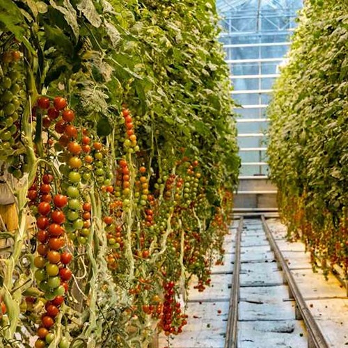 Friðheimar Greenhouse tomatoes