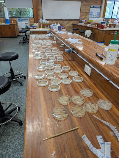 Group of petri dishes with compost teas sitting on a table.