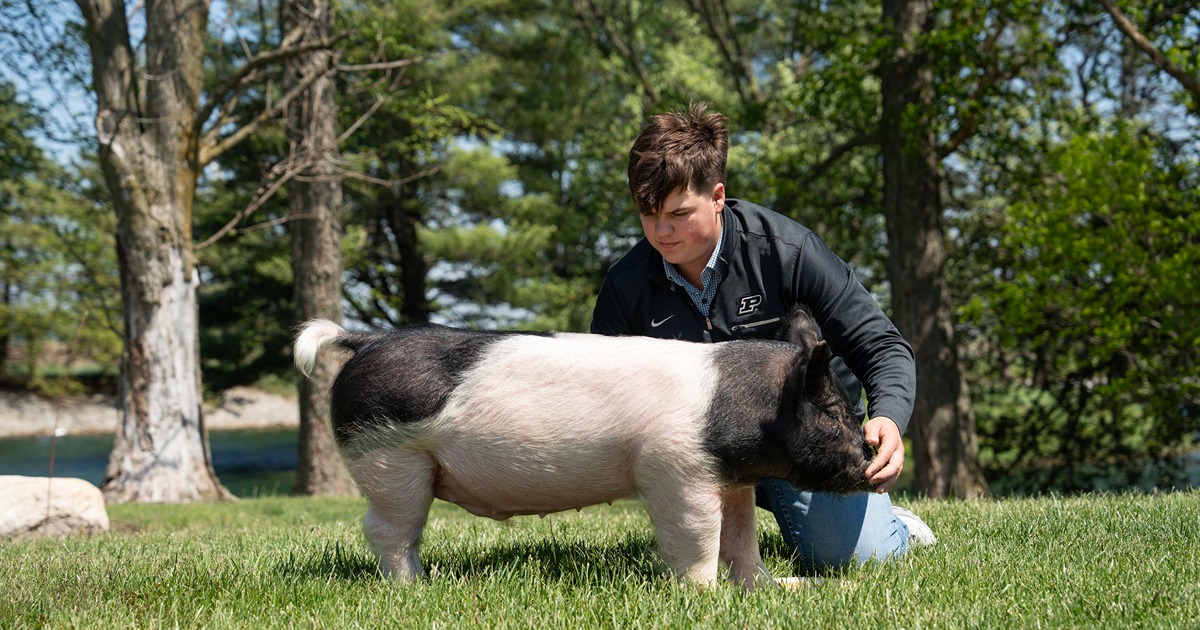 Cox working with his 4-H pig outside