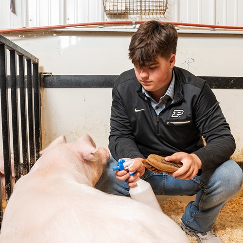 Brody Cox with 4-H pig 