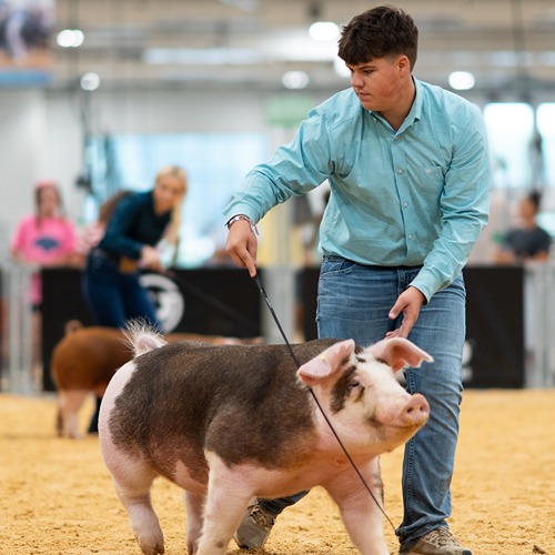 Brody Cox shows 4-H pig at Indiana State Fair