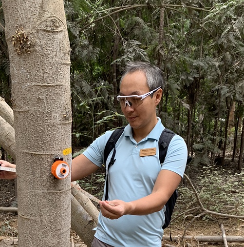 Man measures trees in forest.